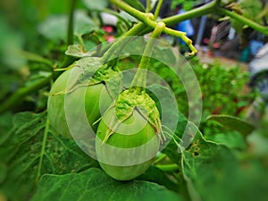 EggplantÂ & x28;Solanum melongena& x29;